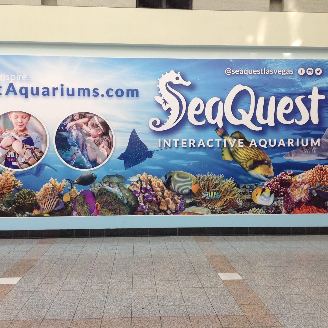 Seaquest Las Vegas The Vegas Visitor