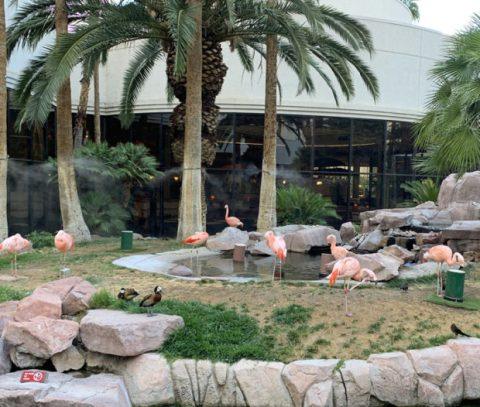 Flamingo Hotel Wildlife Habitat