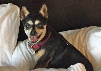Las Vegas Pet Friendly Vacation Destination